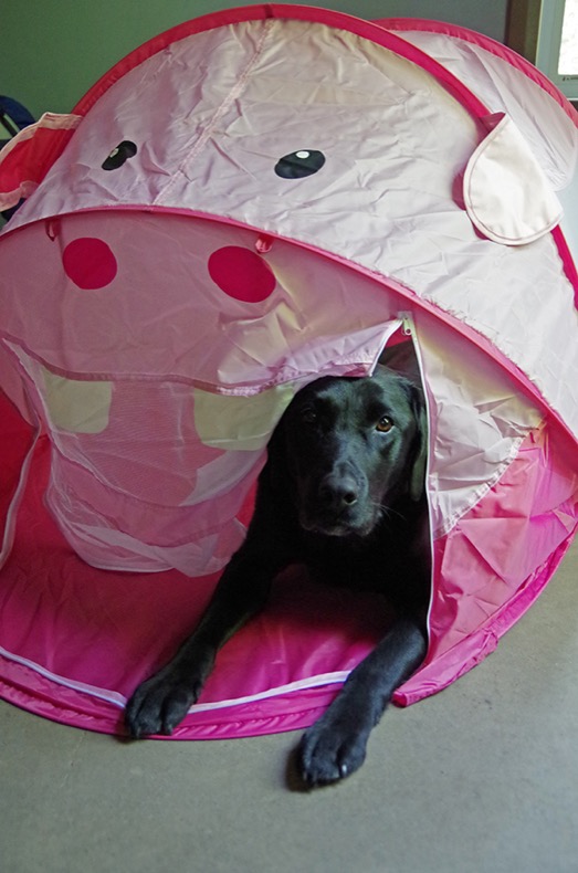 hippo tent